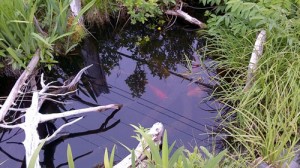 The Rosedale Manor's koi pond