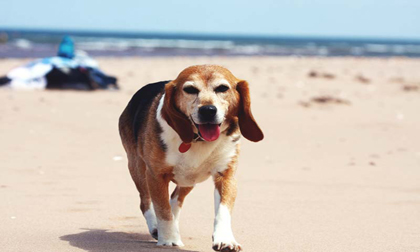 Avonlea-Rooms-Moonstone-02