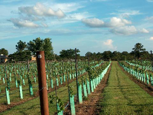 480_vineyard1.JPG