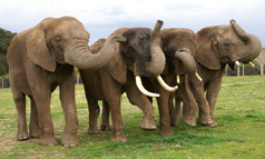 elephnats.JPG
